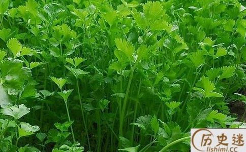 香菜和盐水是一样的吗