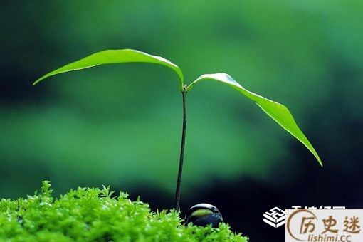 庚子鼠年为何有两个立春