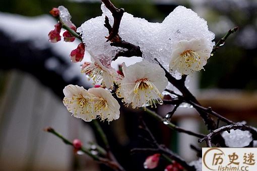 五福花(梅花)象征着什么寓意