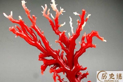 红珊瑚为什么越来越贵