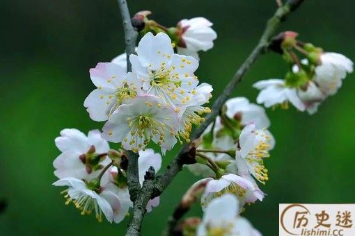 古人作诗为何喜欢伤春悲秋