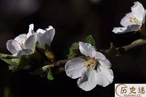 古人作诗为何喜欢伤春悲秋