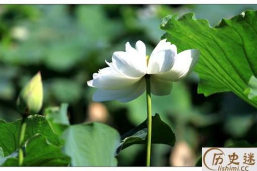 大暑节气怎么由来的