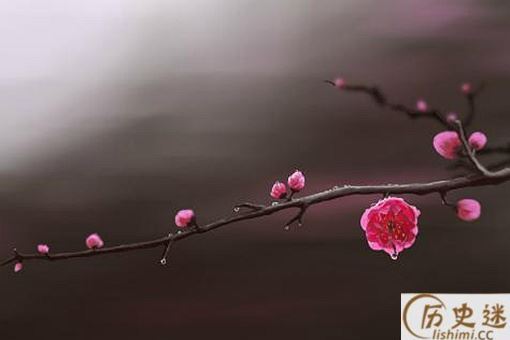 五福花(梅花)象征着什么寓意