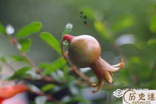 处暑如何养生吃什么