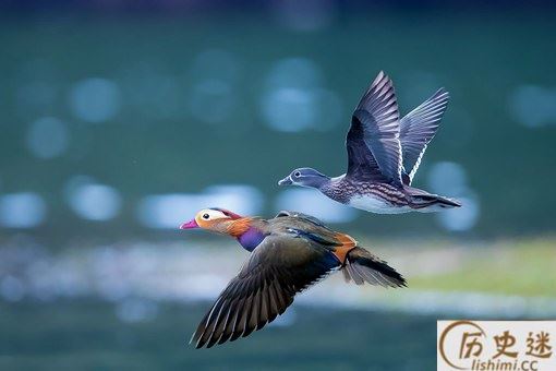 比翼鸟有哪些寓意