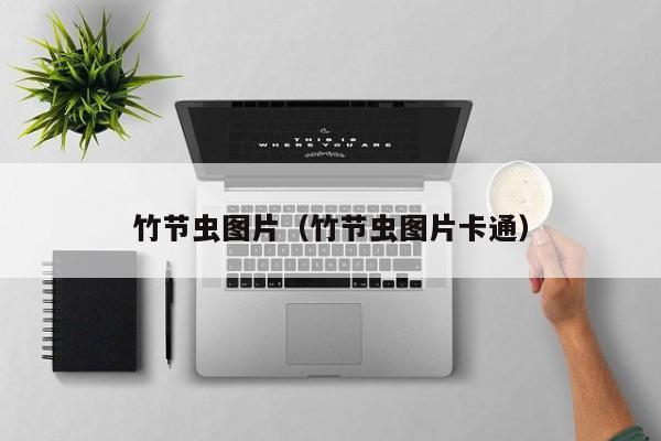 竹节虫图片（竹节虫图片卡通）